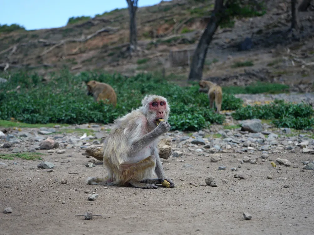 Rhesus Macaques