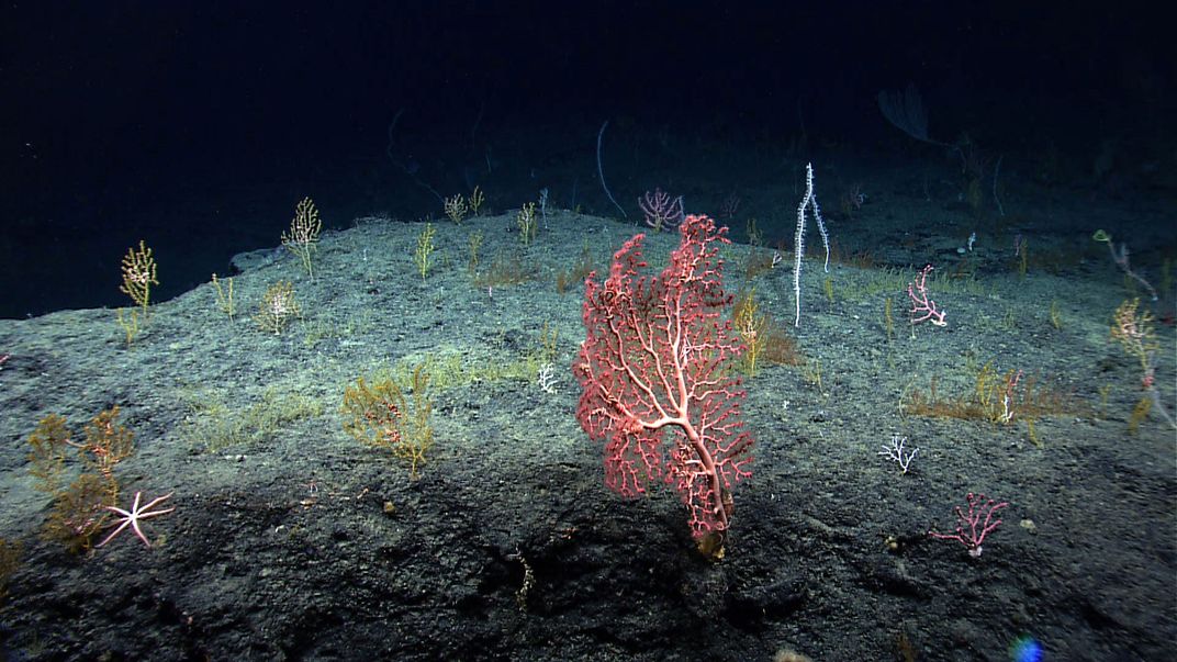 Deep Sea Corals